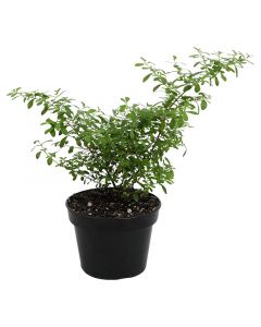 Menta   maceta # 4.5" (únicamente para retiro en tienda)