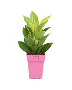 Croton maceta 4" (únicamente para retiro en tienda)