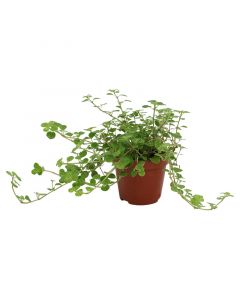 Centavito maceta 4" (únicamente para retiro en tienda)