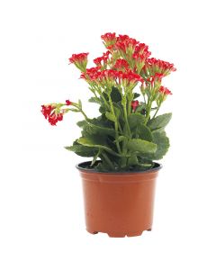 Kalanchoe 10.5 cm (Únicamente para retiro en tienda)