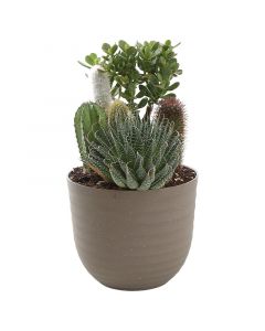 Terrario decorativo cactus maceta 6" (únicamente para retiro en tienda)