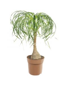 Beaucarne Pony Maceta 14 cm (Únicamente para retiro en tienda)
