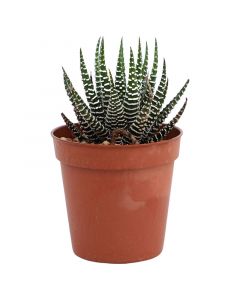 Aloe fasciata 5cm (únicamente para retiro en tienda)