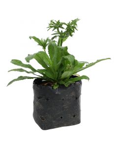 Cilantro zamat 9x 9 (únicamente para retiro en tienda)