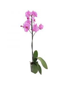 Orquídea phalenopsis Grande (Únicamente para retiro en tienda)