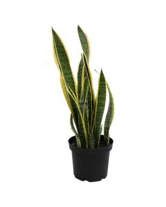 Sansevieria laurentii maceta 23cm (únicamente para retiro en tienda)