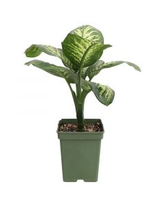 Millonaria dieffenbachia maceta 7" (únicamente para retiro en tienda)