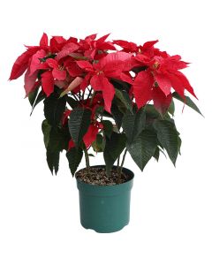 Pascua jumbo roja flora maceta 8"