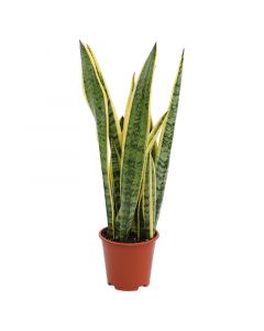 Sansevieria laurentii maceta 14cm (únicamente para retiro en tienda)