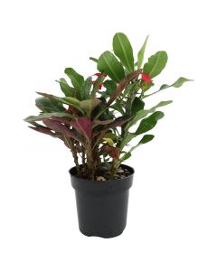 Euphorbia maceta mp10 (únicamente para retiro en tienda)