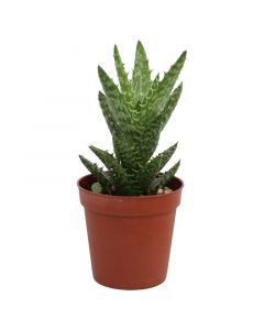 Aloe juvenna diente de cocodrilo 5cm (únicamente para retiro en tienda)