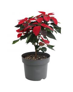 Pascua navideña roja, maceta 23cm