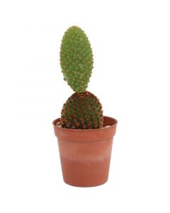 Opuntia microdasys maceta 5cm (únicamente para retiro en tienda)