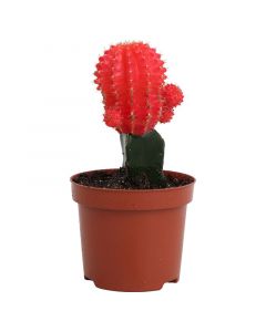 Cactus injertado colores variados (únicamente para recoger en tiendas)